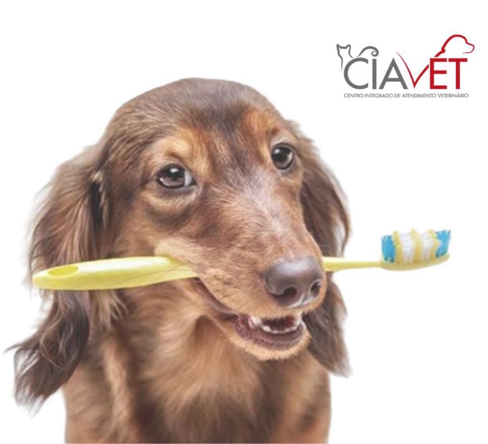 Ciavet - Clnica Veterinria -