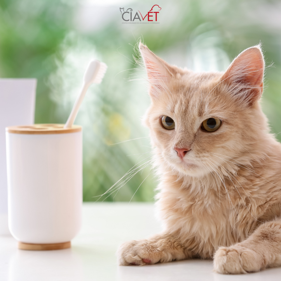 Ciavet - Clnica Veterinria -