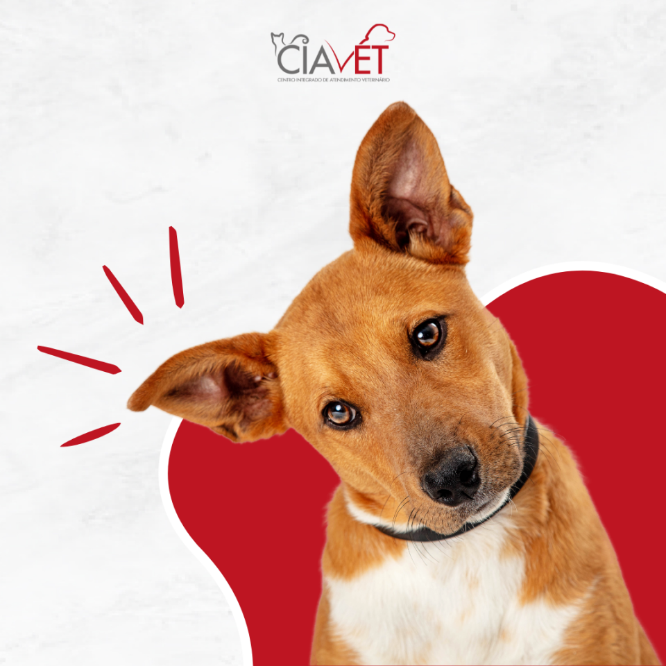 Ciavet - Clnica Veterinria -