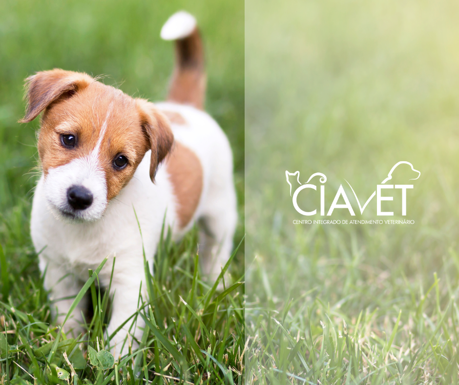 Ciavet - Clnica Veterinria -