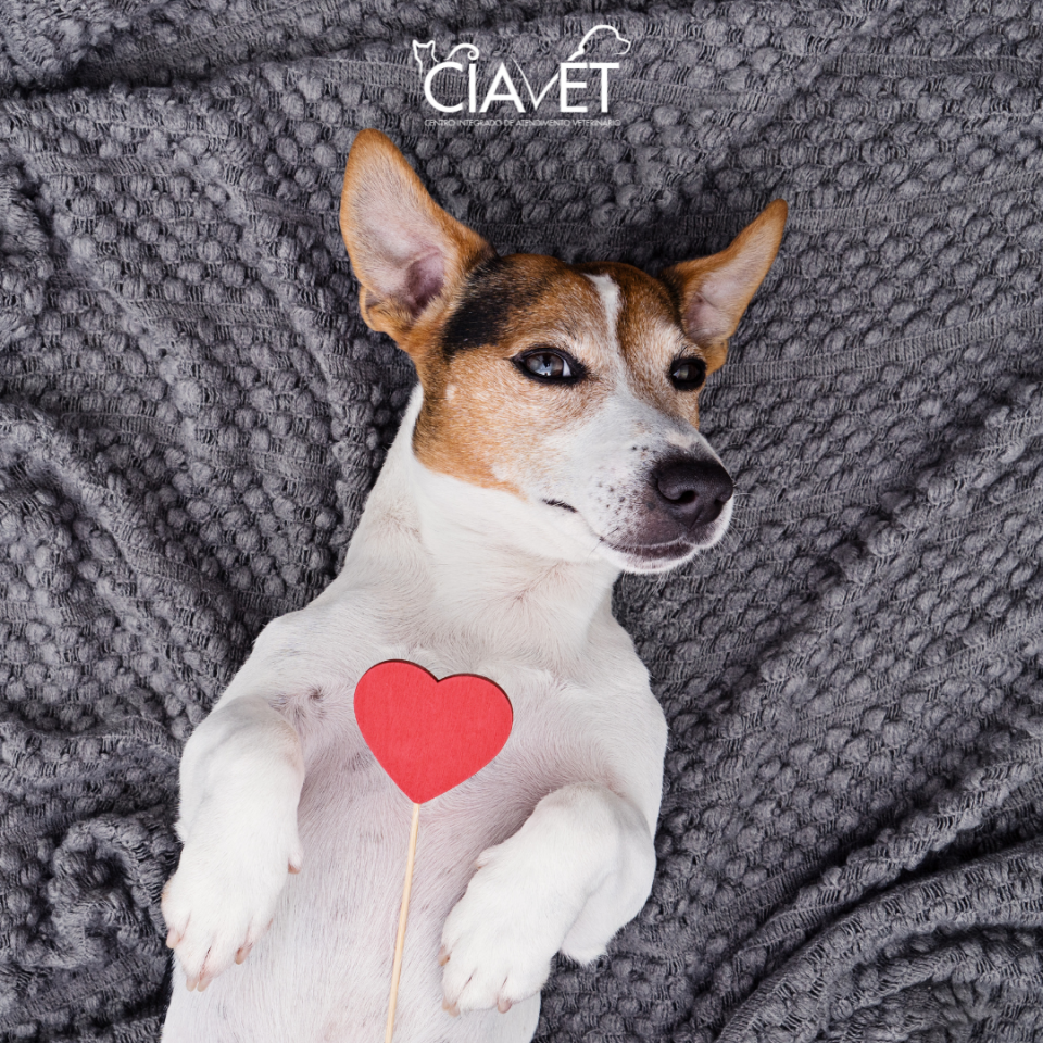 Ciavet - Clnica Veterinria -