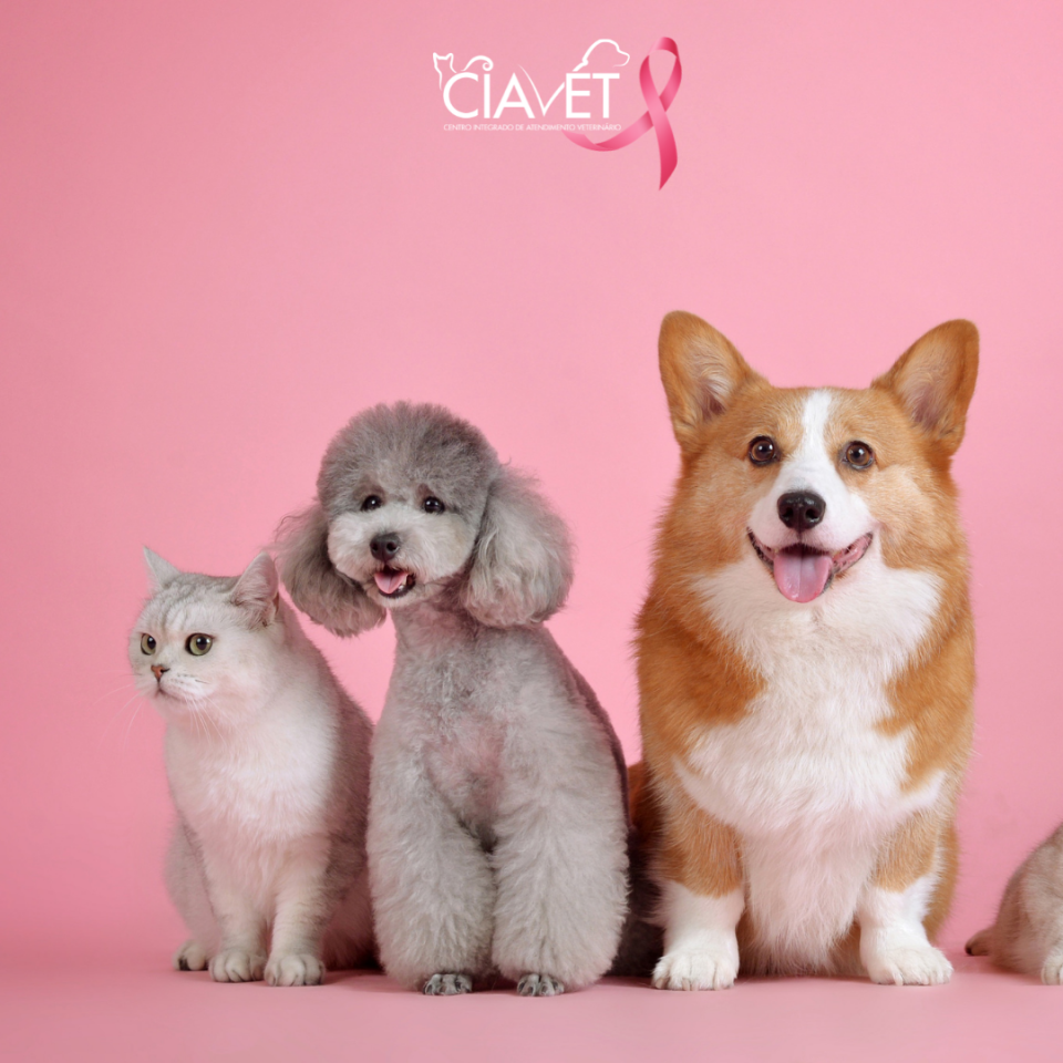 Ciavet - Clnica Veterinria -