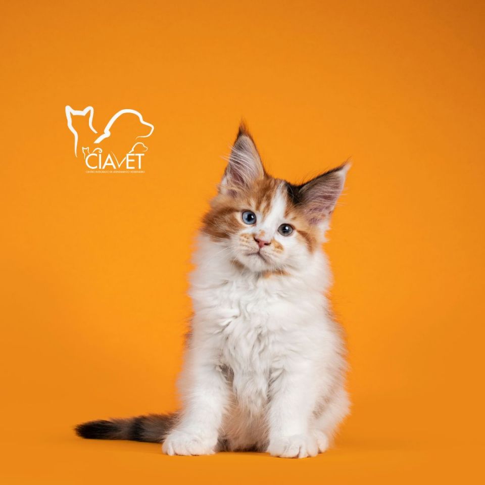 Ciavet - Clnica Veterinria -