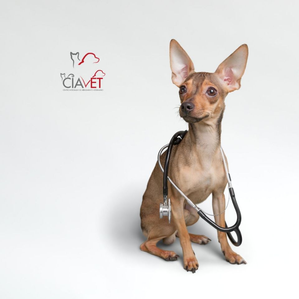 Ciavet - Clnica Veterinria -