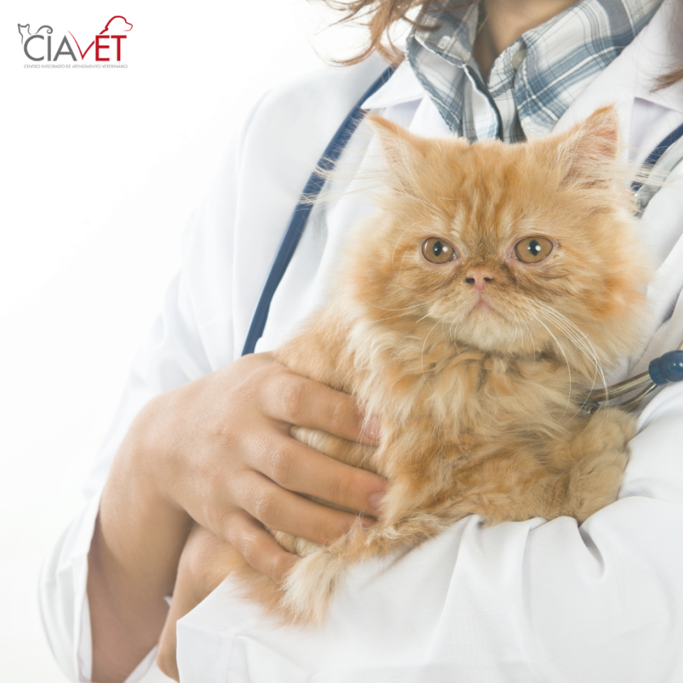 Ciavet - Clnica Veterinria -