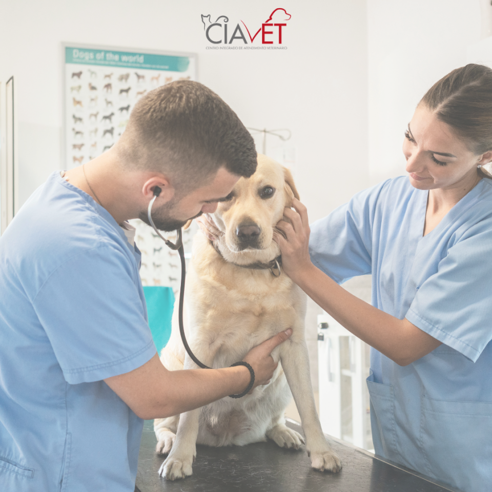 Ciavet - Clnica Veterinria -