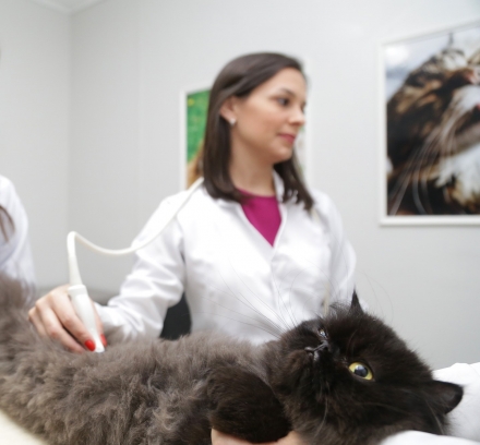 Ciavet - Clnica Veterinria -